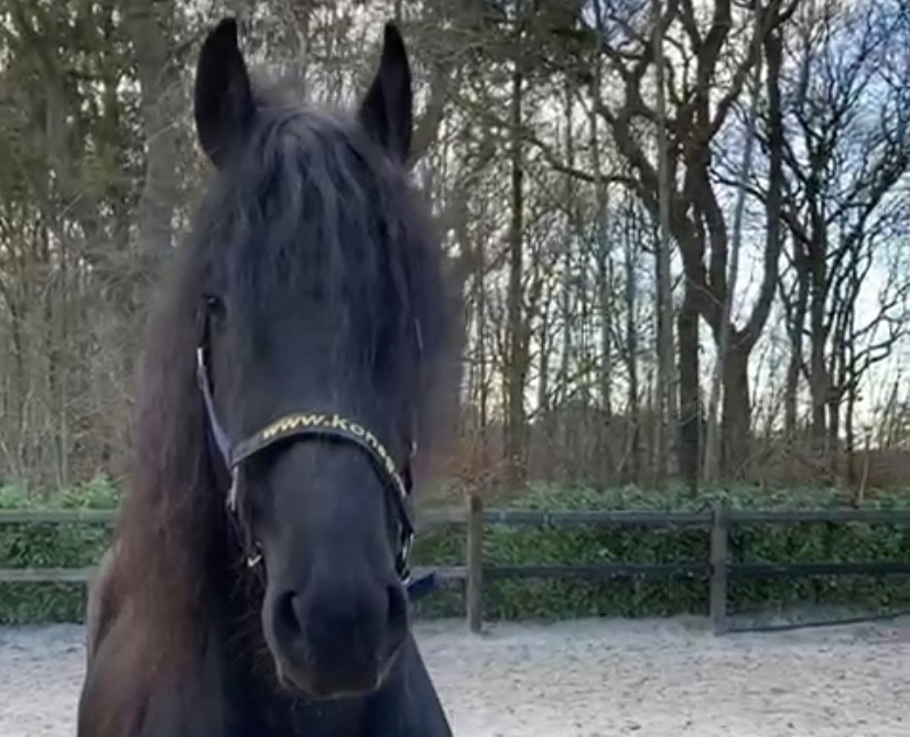 Jelle (3)